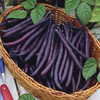Image of Royal Burgundy Bean
