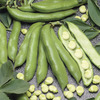 Image of Jumbo Bean