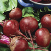 Image of First Crop Beet