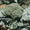 Image of Blue Wind Broccoli