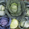Image of All Season Blend Cabbage