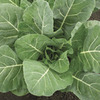 Image of Flash Collards