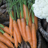 Image of Mokum Carrot