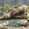 Image of White Satin Carrot