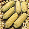 Image of Robust 997 Popcorn
