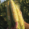 Image of Cuppa Joe Corn