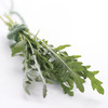 Image of Sylvetta Salad Greens
