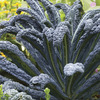 Image of Black Magic Kale