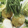 Image of Brilliant Celeriac