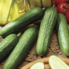 Image of Rocky Cucumber
