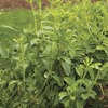 Image of Stevia