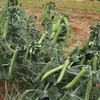 Image of Alexandra Peas