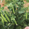 Image of Sugar Lace Peas