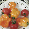 Image of Chichen Itza Pepper