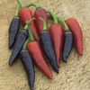 Image of Gusto Purple Pepper