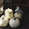 Image of Moonshine Pumpkin