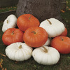 Image of Red & White Mix Pumpkin