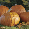 Image of Mrs. Wrinkles Pumpkin