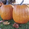 Image of Expert Pumpkin
