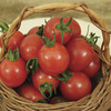 Image of Sunpeach Tomato