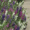 Image of Serenita Mix Angelonia