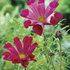 Image of Pied Piper Cosmos