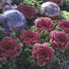 Image of Glamour Red Flowering Brassicas