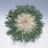 Image of Peacock White Flowering Brassicas