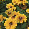 Image of Tigereye Rudbeckia