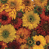 Image of Morrocan Sun Rudbeckia