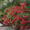 Image of Villa Roma Scarlet Sweet Pea
