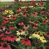 Image of Cheyenne Spirit Echinacea