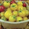 Image of Esterina Organic Tomato