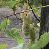Image of Prairie Star Grape