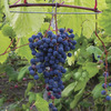 Image of Frontenac Grape