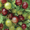 Image of Poorman Gooseberry