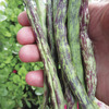 Image of Rattle Snake Bean