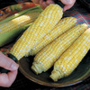 Image of Mirai 311 Corn