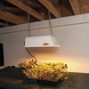 Image of Mini Sunburst 150w Lamp