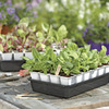 Image of Fast Start Seed Starter