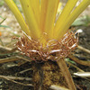 Image of Slug Shields