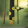 Image of Finch Feeder