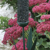 Image of Green Cattail Feeder