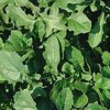 Image of Arugula Organic Salad Green