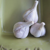 Image of Bogatyr Organic Fall Garlic