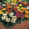 Image of Kiss Mix Gazania