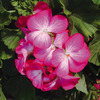 Image of Ringo Geranium Collection
