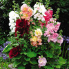 Image of Spring Celebrity Mix