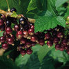 Image of Titania Currant