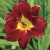 Image of Dark Avenger Daylily